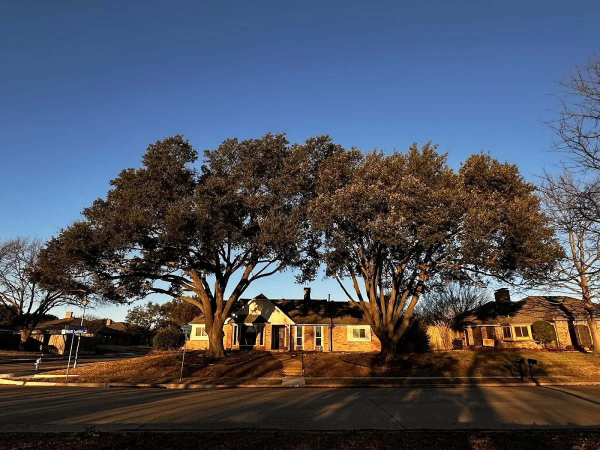 Established residential canopy tree shading a home in Gregory